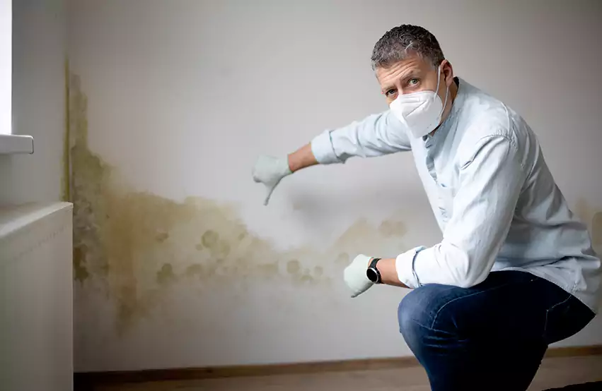Mold Removal in Loxley, AL