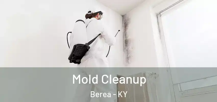 Mold Cleanup Berea - KY
