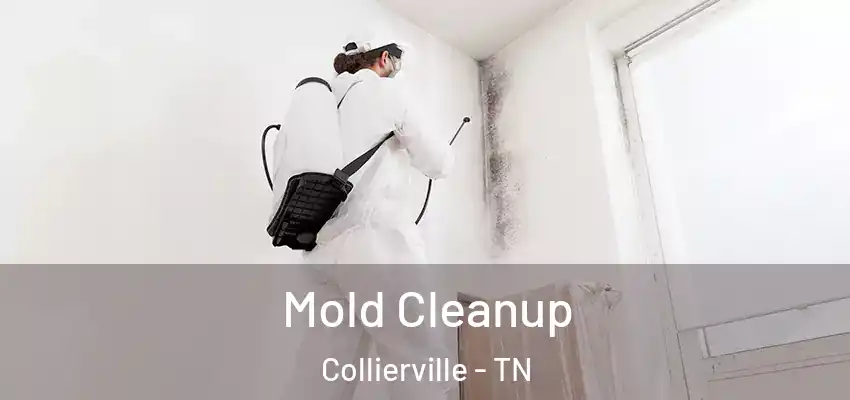 Mold Cleanup Collierville - TN