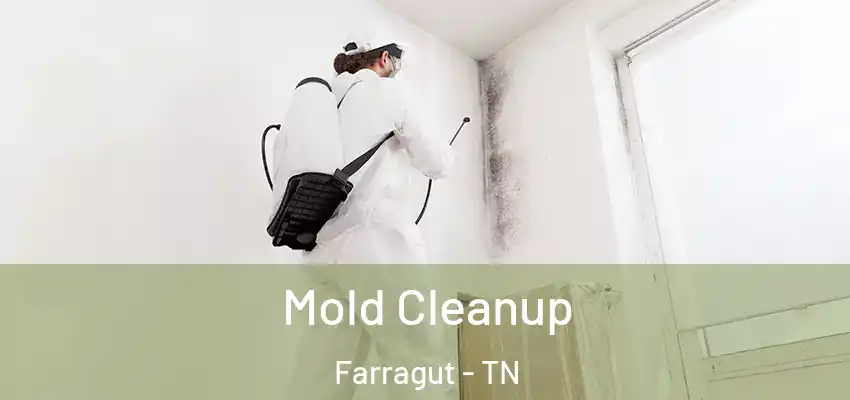  Mold Cleanup Farragut - TN