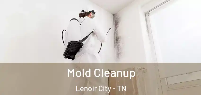Mold Cleanup Lenoir City - TN