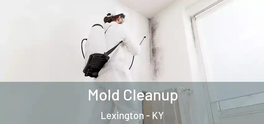  Mold Cleanup Lexington - KY
