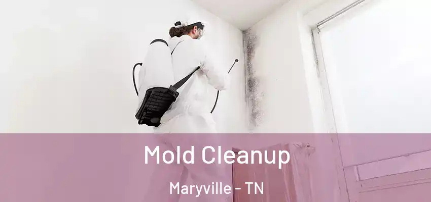  Mold Cleanup Maryville - TN