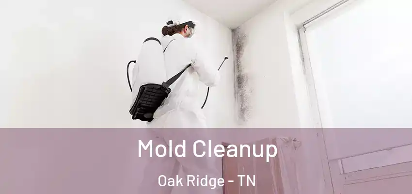 Mold Cleanup Oak Ridge - TN