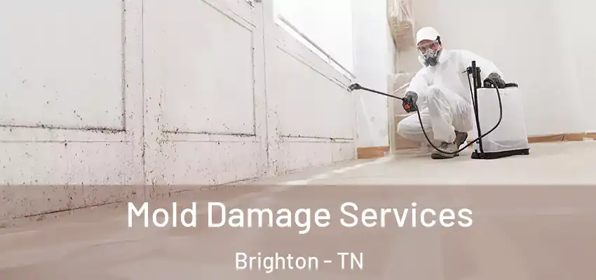 Mold Damage Services Brighton - TN