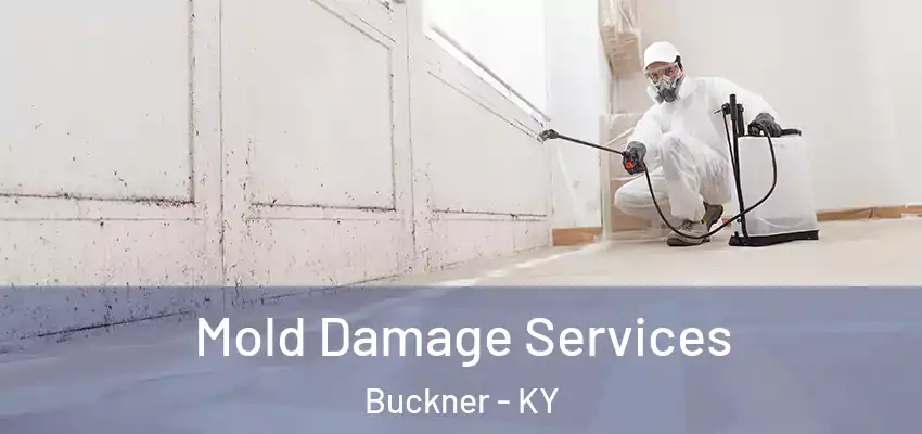  Mold Damage Services Buckner - KY
