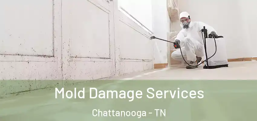 Mold Damage Services Chattanooga - TN
