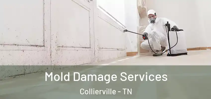  Mold Damage Services Collierville - TN