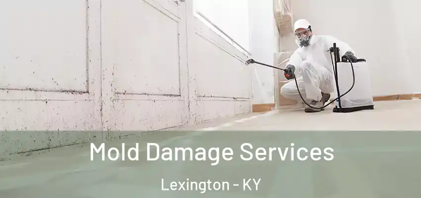 Mold Damage Services Lexington - KY