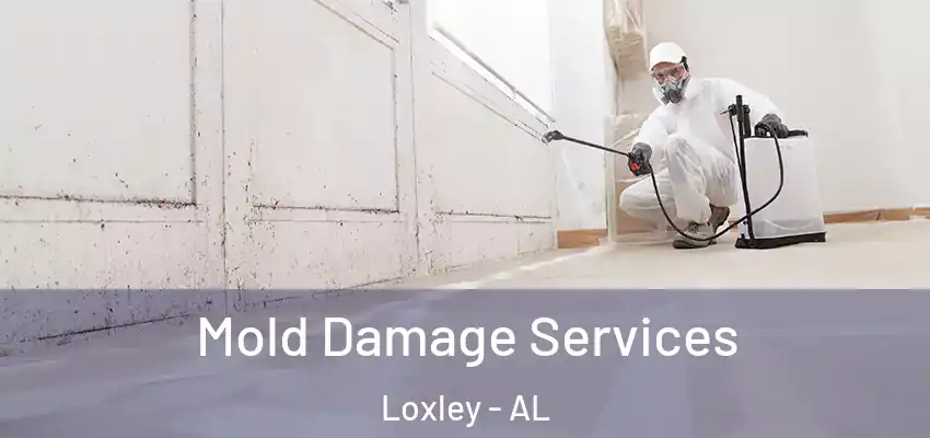  Mold Damage Services Loxley - AL