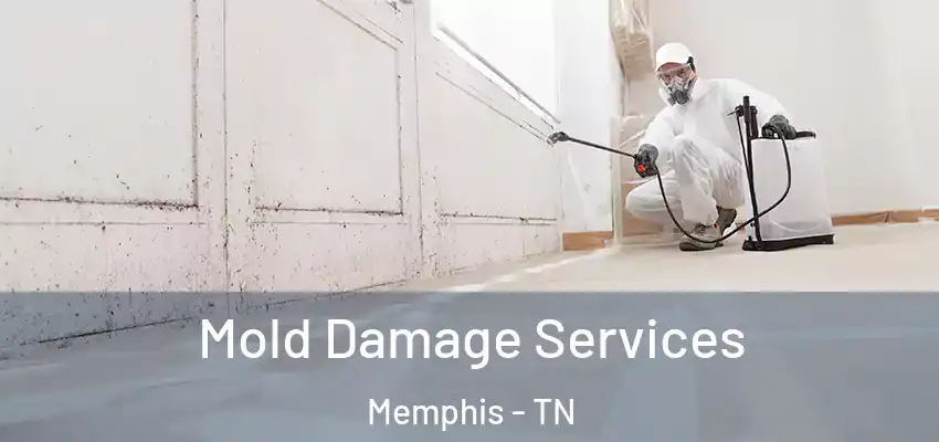 Mold Damage Services Memphis - TN