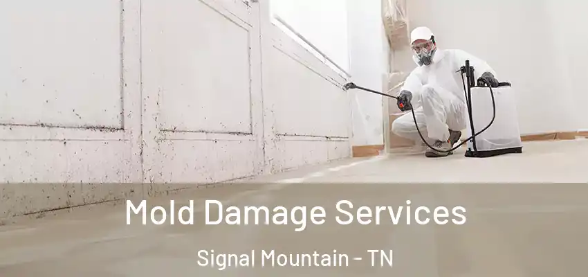 Mold Damage Services Signal Mountain - TN