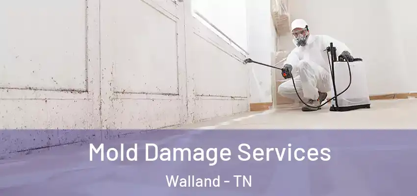 Mold Damage Services Walland - TN
