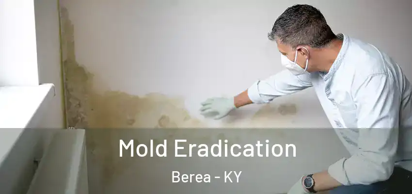  Mold Eradication Berea - KY