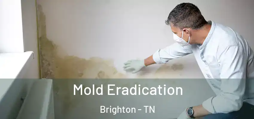  Mold Eradication Brighton - TN