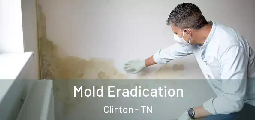 Mold Eradication Clinton - TN
