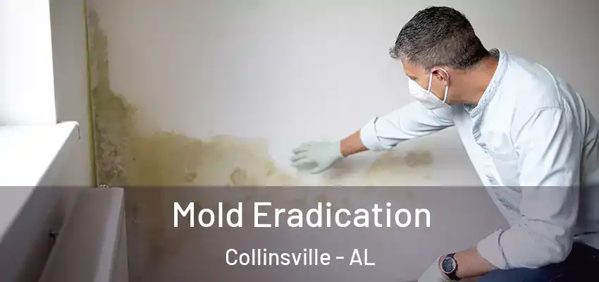  Mold Eradication Collinsville - AL
