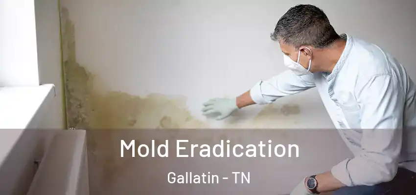  Mold Eradication Gallatin - TN