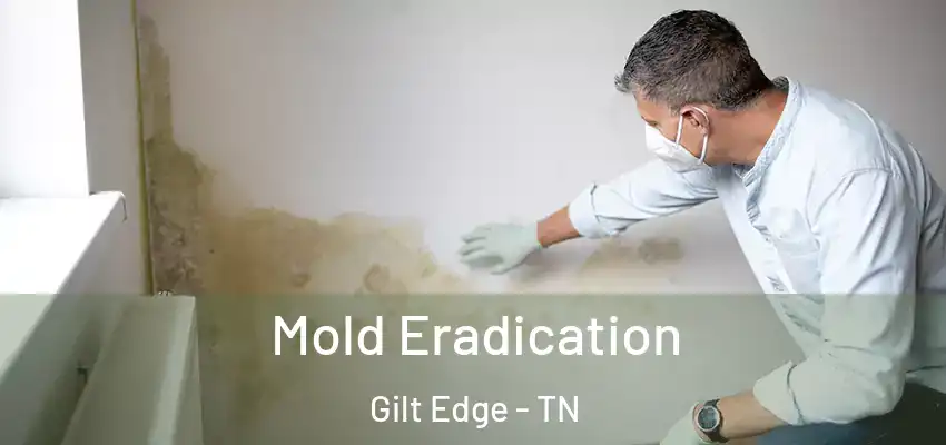  Mold Eradication Gilt Edge - TN