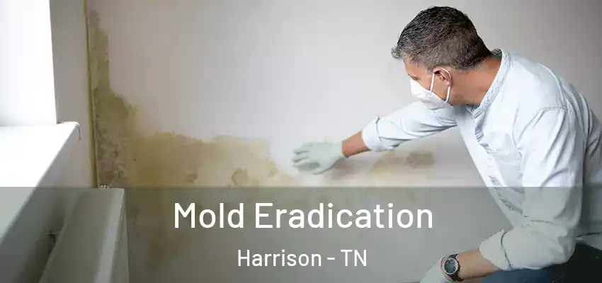  Mold Eradication Harrison - TN