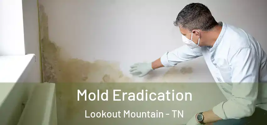 Mold Eradication Lookout Mountain - TN