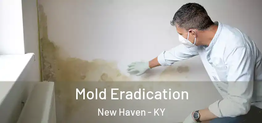 Mold Eradication New Haven - KY