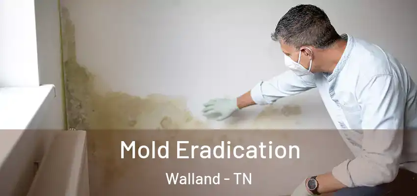  Mold Eradication Walland - TN