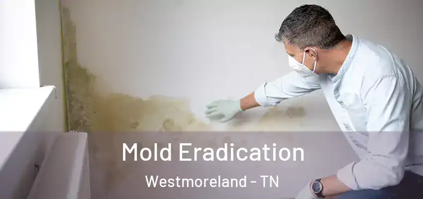  Mold Eradication Westmoreland - TN