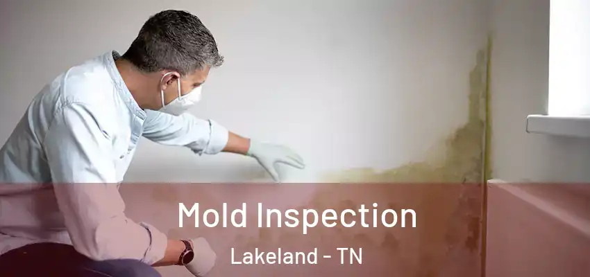 Mold Inspection Lakeland - TN