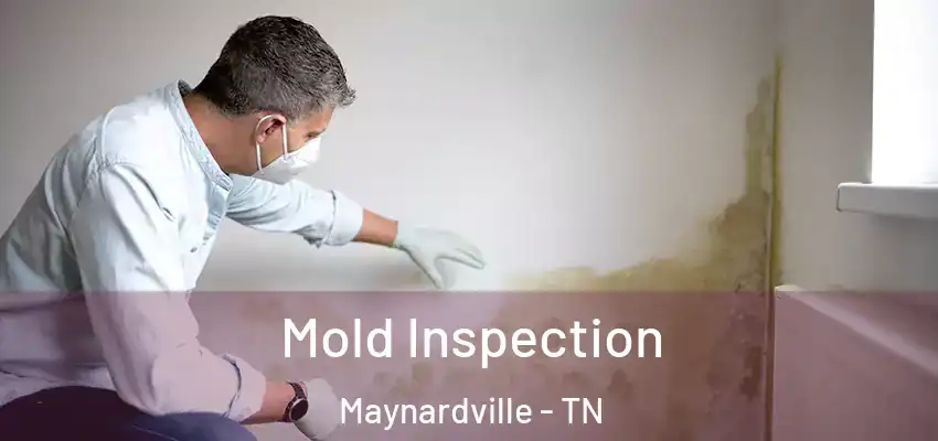 Mold Inspection Maynardville - TN