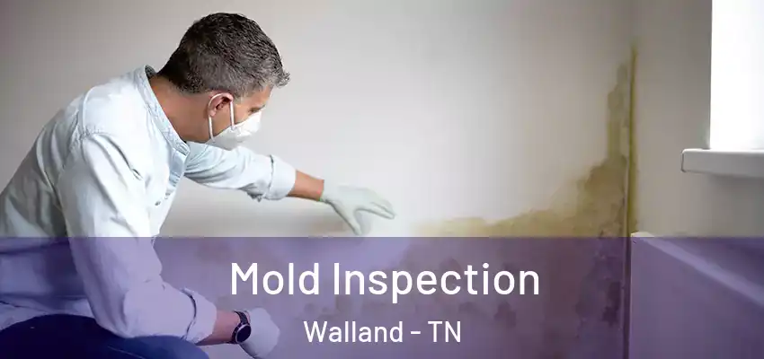 Mold Inspection Walland - TN