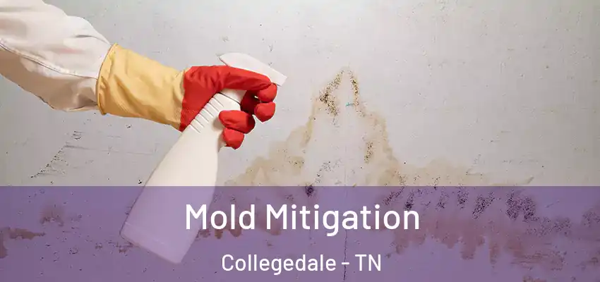  Mold Mitigation Collegedale - TN