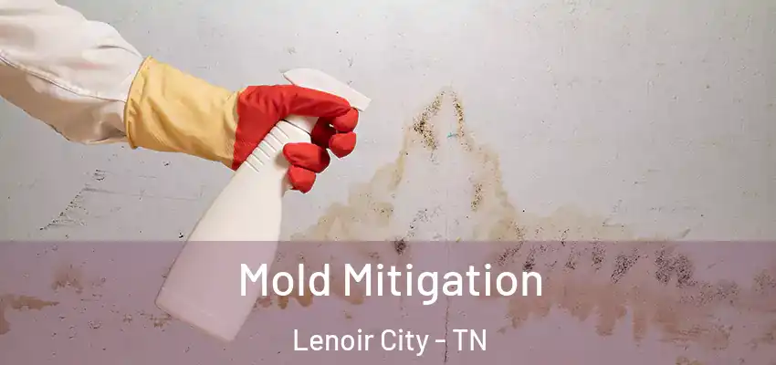 Mold Mitigation Lenoir City - TN