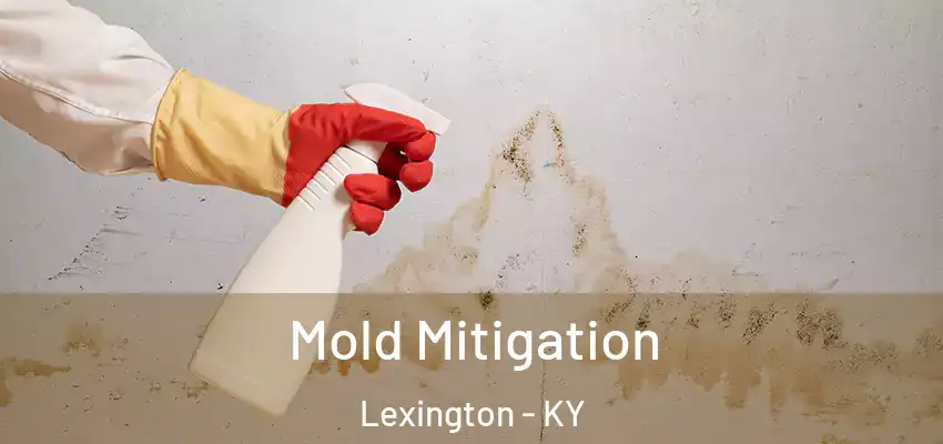 Mold Mitigation Lexington - KY