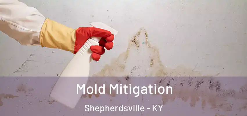 Mold Mitigation Shepherdsville - KY