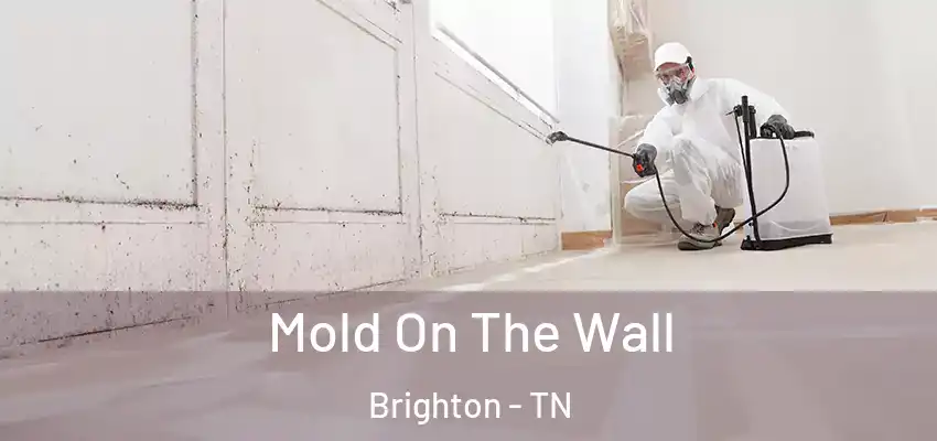 Mold On The Wall Brighton - TN