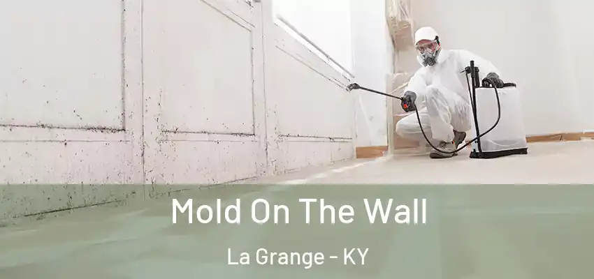 Mold On The Wall La Grange - KY