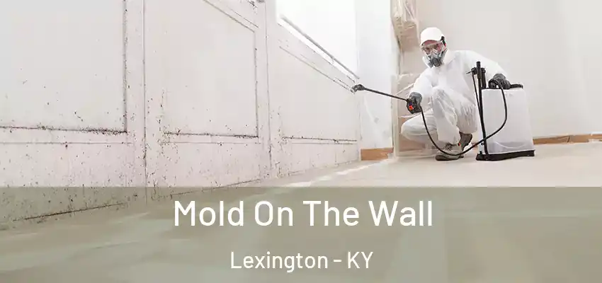 Mold On The Wall Lexington - KY