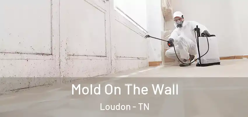  Mold On The Wall Loudon - TN