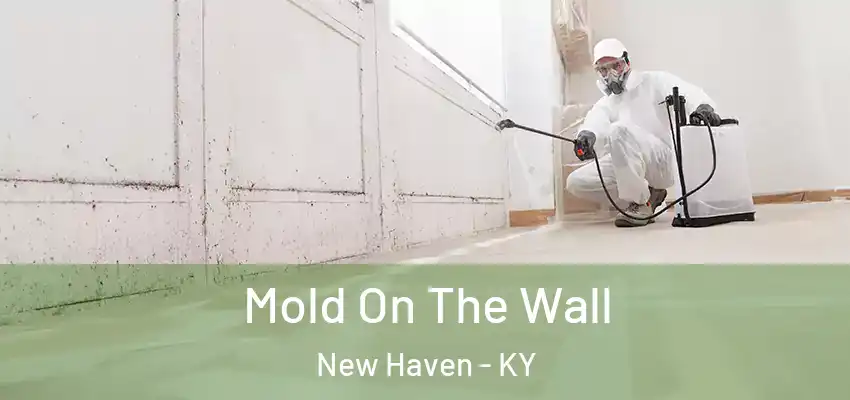 Mold On The Wall New Haven - KY