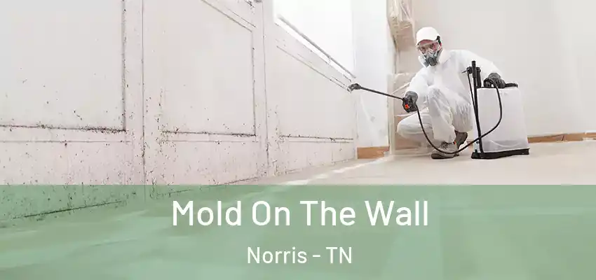  Mold On The Wall Norris - TN