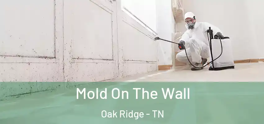 Mold On The Wall Oak Ridge - TN