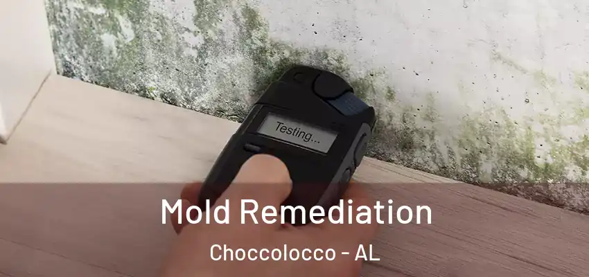  Mold Remediation Choccolocco - AL