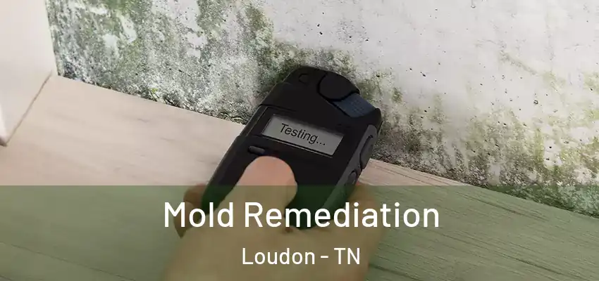  Mold Remediation Loudon - TN