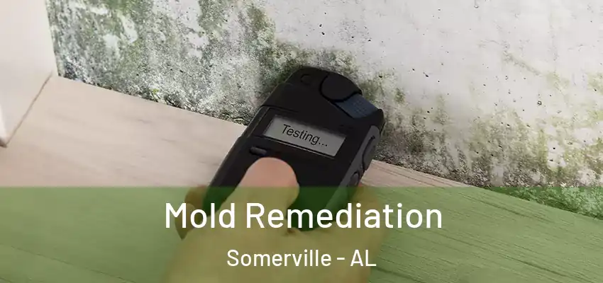  Mold Remediation Somerville - AL