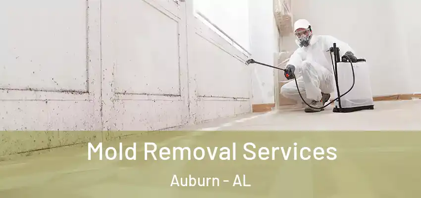 Mold Removal Services Auburn - AL