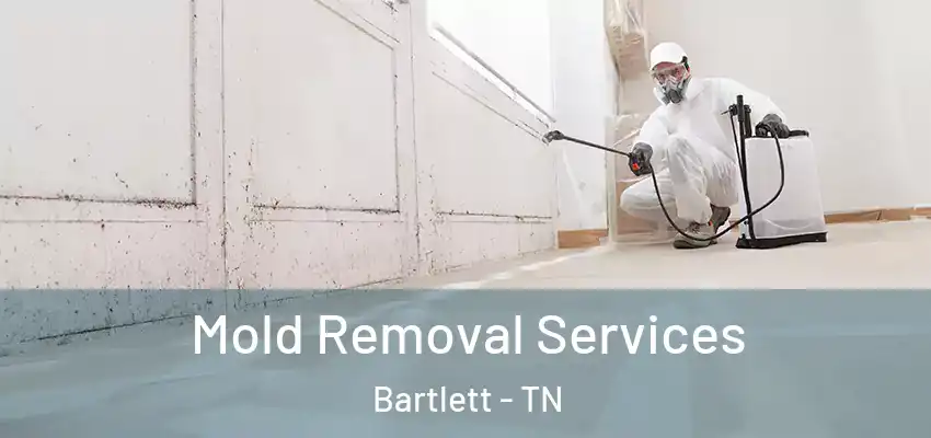 Mold Removal Services Bartlett - TN