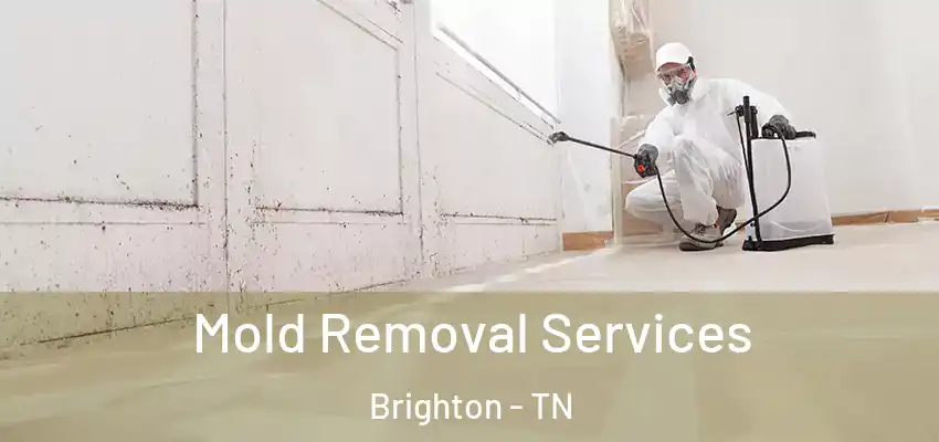  Mold Removal Services Brighton - TN