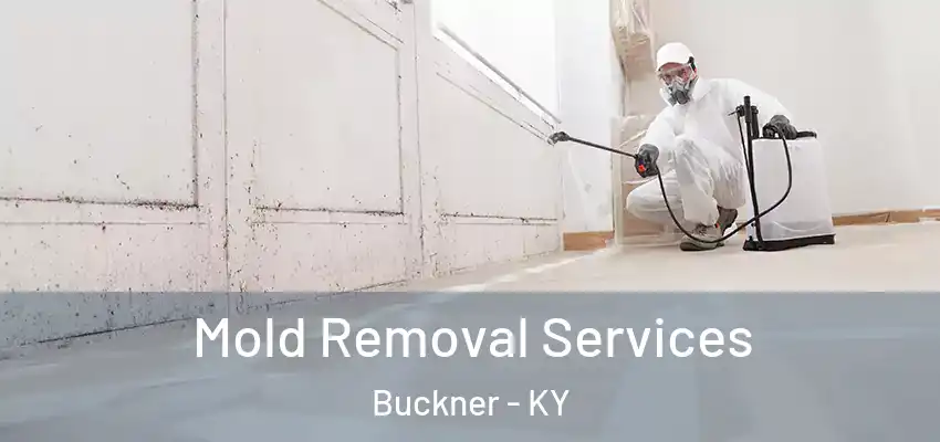 Mold Removal Services Buckner - KY
