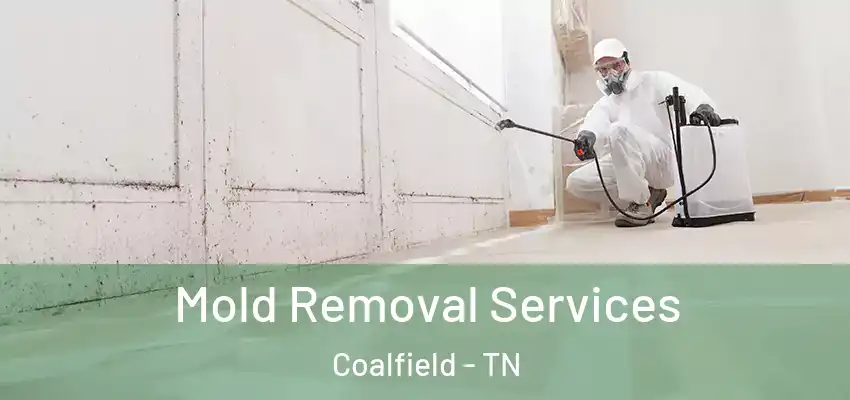 Mold Removal Services Coalfield - TN